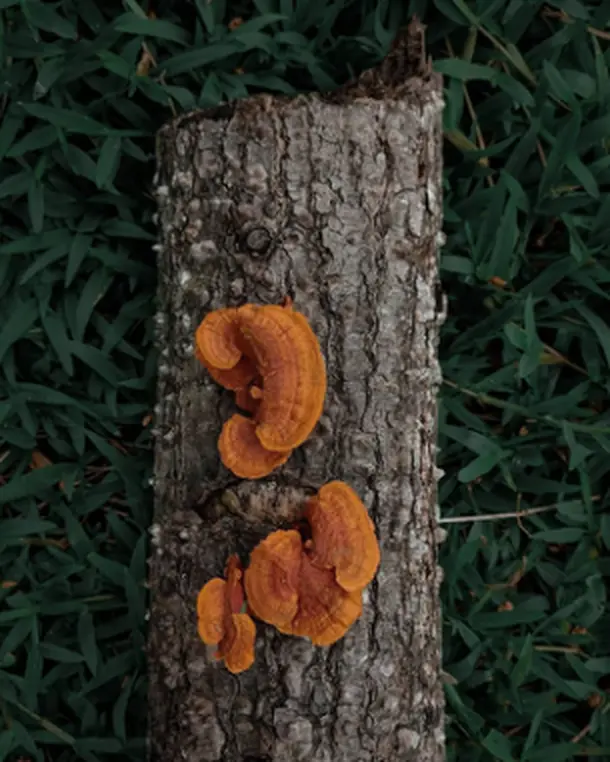 Fungus Study
